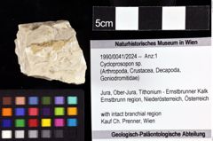 Foto (Objket + Etiketten) von Cycloprosopon sp. 